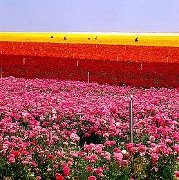 《哥谭骑士》主机版首发或仅有4K＆30fps画质模式